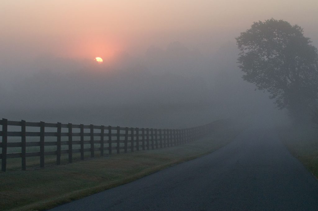 Foggy sunrise on the way to the feed farm | BioWol