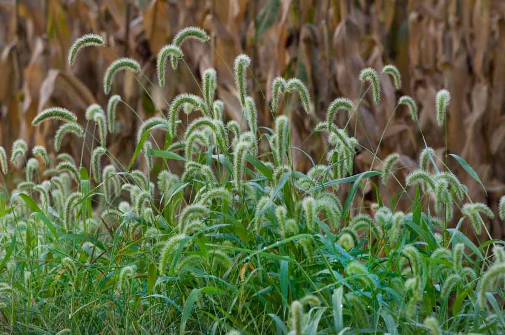 Foxtails and corn | BioWol