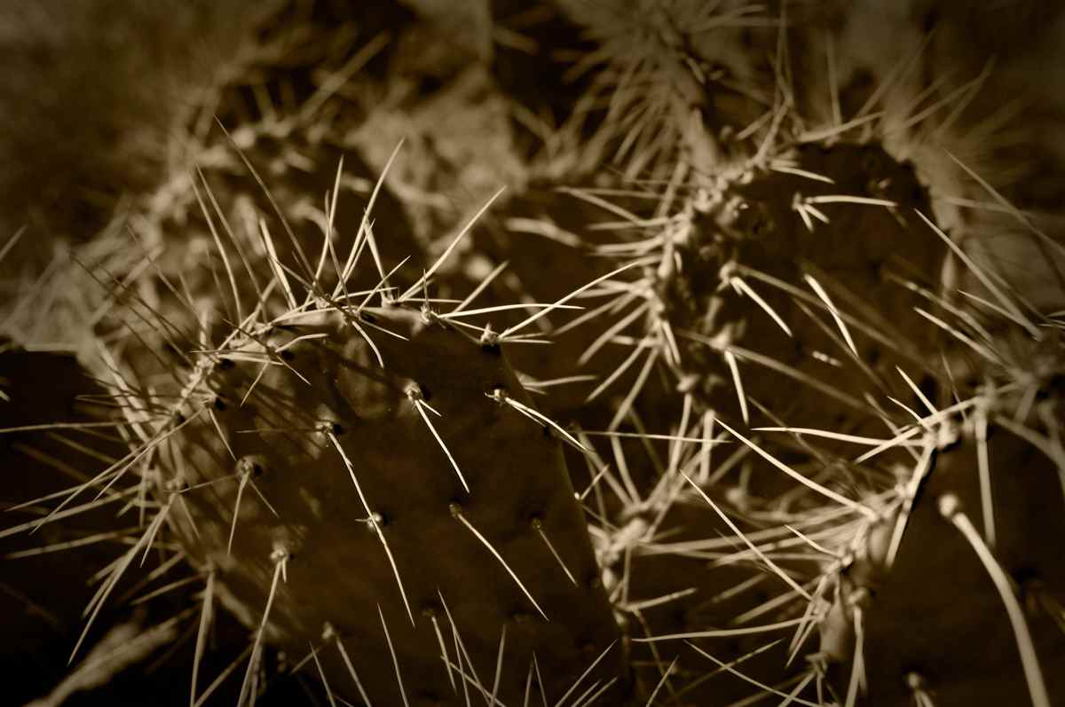 Image: Prickly pear close-up