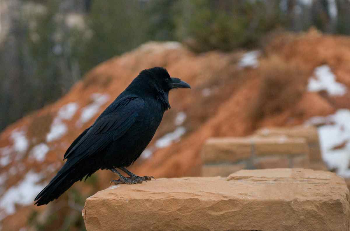 Image: Raven at Bryce Canyon