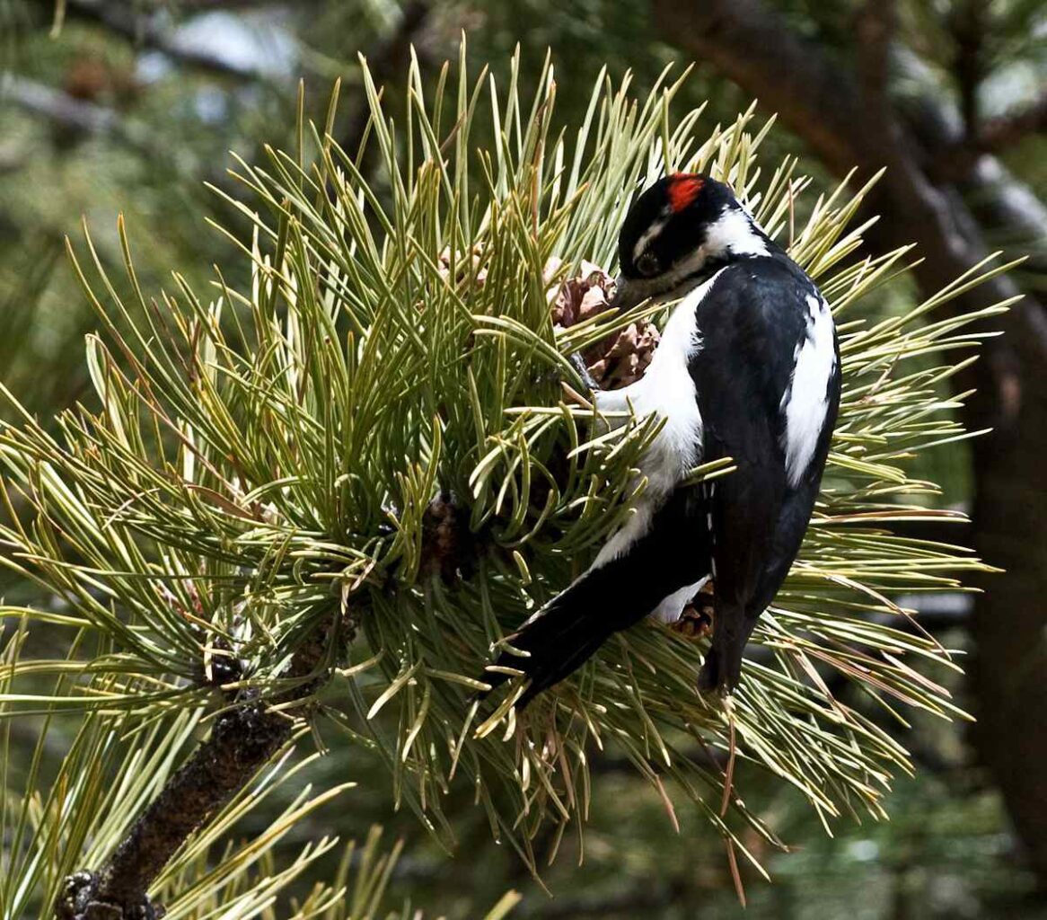 Image: Woodpecker